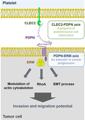 Frontiers Platelet CLEC2 Podoplanin Axis As A Promising Target For